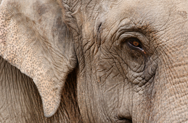 Credentialled Diabetes Educators – The Primary Care Elephant in the Room